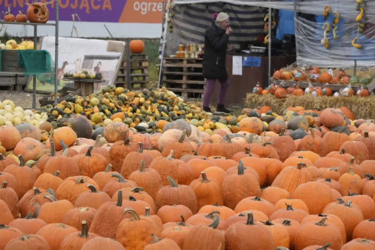 It’s pumpkin patch time, corn maze time, cider mill time in Michigan